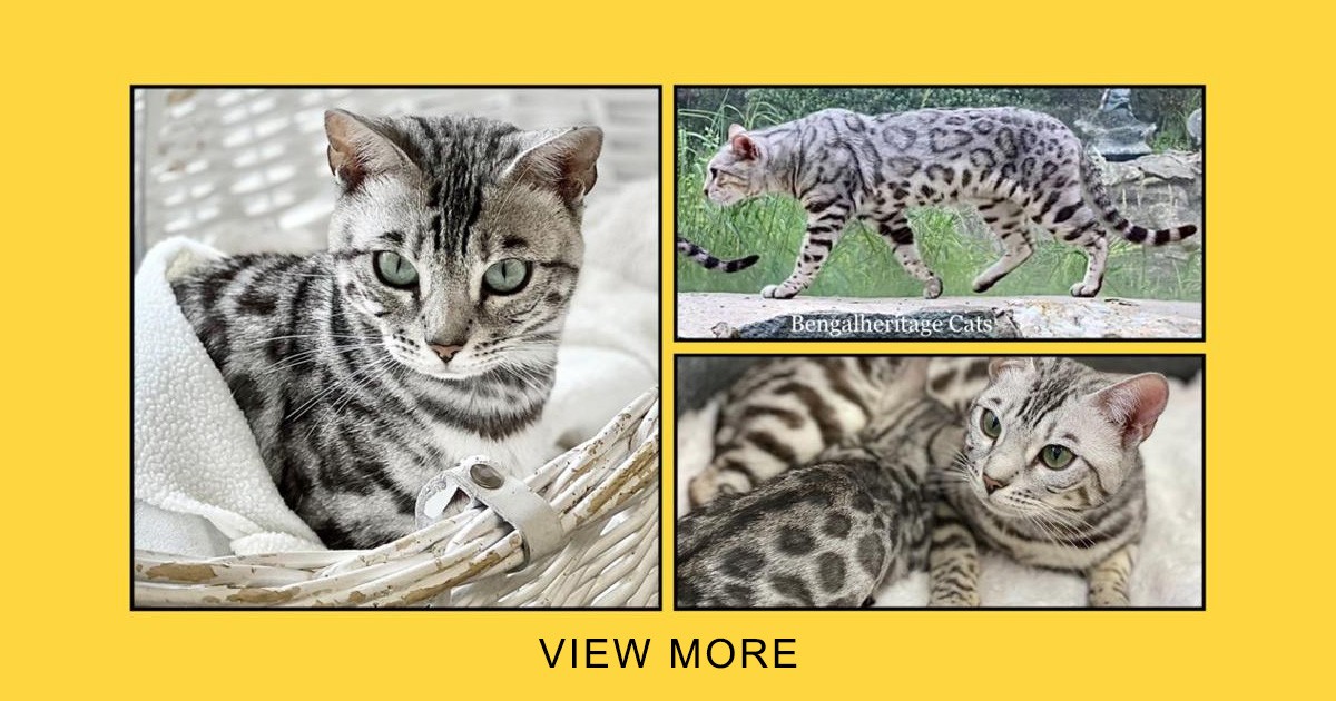 Silver ocelot hot sale